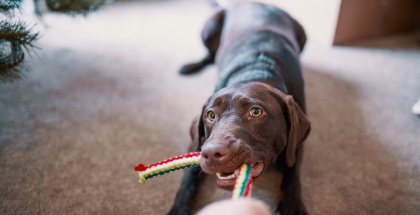dog pulling his toy